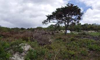 Imagem 2: Vende-se Terreno em Pium