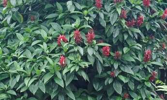 Imagem 3: Torres - Sítio - São Brás