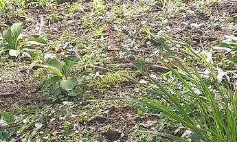 Imagem: Vendo terreno