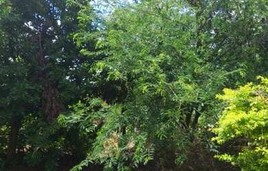 Imagem 4: Chácara Chácara com venda por R$150.000