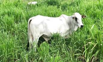 Imagem 6: Fazenda/Sítio/Chácara para venda tem 3436400 metros quadrados com 4 quartos