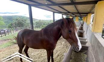 Imagem 5: Fazenda com 230 hectares em Pernambuco