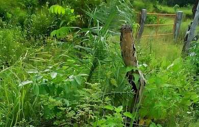 Imagem 5: CHÁCARA COXIM PRÓX AO RIO TAQUARI