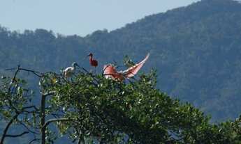 Imagem 6: ÁREA DE MATA ATLÂNTICA - GUARAQUEÇABA/PR - 215 alqueires (520 hectares