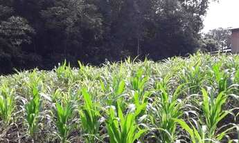 Imagem 3: Lindos Terrenos Loteamento Novo em Picada Café! REF: 410