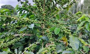 Imagem 3: Sitio com 4 Alqueires com Café