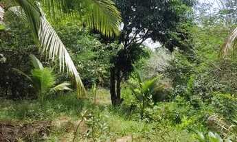 Imagem 6: Vendo lindo sítio em Muribeca