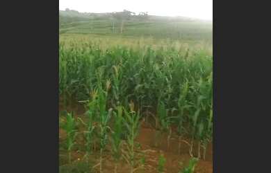 Imagem 3: FAZENDA 44 HECTARES (toda plantável