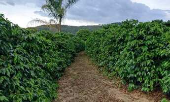 Imagem 4: Sitio com 4 Alqueires com Café