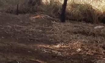 Imagem 3: Lote Planaltina DF Arapoangas