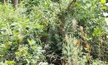 Imagem 4: Lote em Condomínio à venda, Canto da Mata - Nova Lima/MG