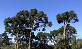 Imagem 6: Chácara com tanque de peixe