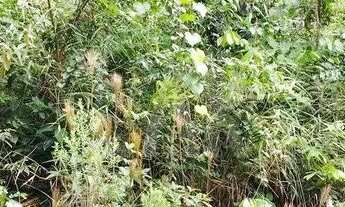 Imagem 3: Lote em Condomínio à venda, Canto da Mata - Nova Lima/MG