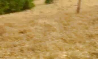 Imagem 6: Chácara de 20 mil metros a 55 km de Goiânia