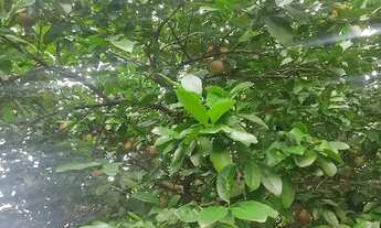 Imagem 6: Chácara com pomar, no Senador Canedo, 7 km do Parque Atheneu, Terreno 4.761,50 m²