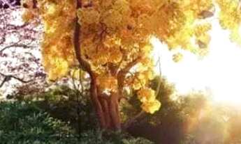 Imagem 5: Imóvel para venda com 616 metros quadrados em Jardins Itália - Goiânia - GO