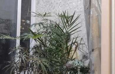 Imagem 5: Apartamento em Avenida General Olímpio da Silveira - Santa Cecília - São Paulo/SP