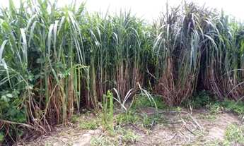 Imagem 7: Fazenda con 25.6 hectares em JUCURUTU estruturada para criação de gado