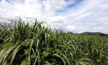 Imagem 4: Fazenda con 25.6 hectares em JUCURUTU estruturada para criação de gado