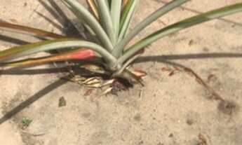 Imagem 7: Granja conde / Jacumã