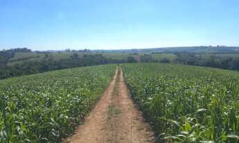 Imagem 2: Area de 27,5 alqueires todo em lavoura