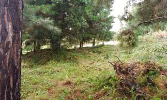 Imagem 2: CHACARA ROSEIRA 10 MIL METROS COM NASCENTE