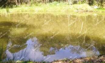 Imagem 7: Excelente Chácara Sem Benfeitorias