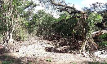 Imagem 7: Porto Alegre - Terreno Padrão - Lageado