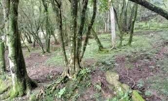 Imagem 3: Porto Alegre - Sítio - Ponta Grossa