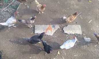 Imagem 6: Chácara com 2 dorms, Centro, Mairiporã - R$ 499 mil, Cod: 3584