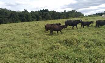 Imagem 2: Lindo Sitio 72,5² Curitiba