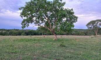 Imagem 4: Fazenda 39 alqueires Município de Varjão - GO