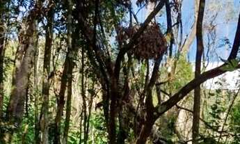 Imagem 5: Chácara com preço acessível, para quem procura área arborizada aqui temos !