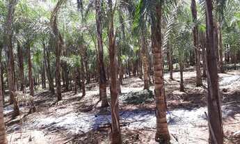 Imagem 14: Sítio de 31 hectares - 5KM de Água Fria