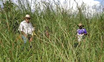 Imagem 7: Fazenda de 150 Alqueires Campinaçu