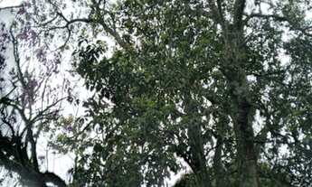 Imagem 5: Torres - Sítio - São Brás