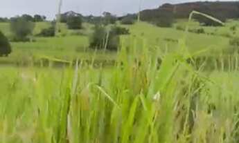 Imagem 2: Fazenda em Lamarao com 330 tarefas de terra