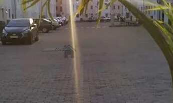 Imagem 3: OPORTUNIDADE Apartamento com 2 dormitórios