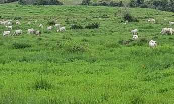 Imagem: . Uma Excelente Fazenda 59 alqueires 42