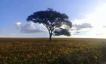 Imagem 3: Fazenda a venda em Campo Alegre de Goiás!!
