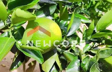 Imagem 3: Sítio em Rua Contagem - Caiapós - Contagem/MG