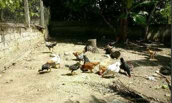 Imagem 4: Vendo sítio no Maria Jape