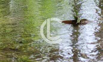 Imagem 5: CHÁCARA COM 1.5 Alqueires A VENDA - localizada EM FRENTE A Br 060