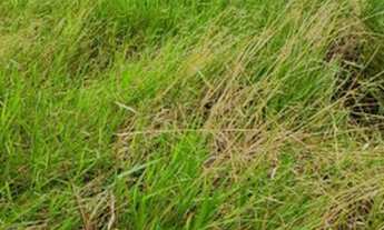 Imagem: Terreno 302mt Jardim dos Boritis, Itaquaquecetuba