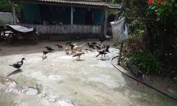 Imagem: Lote 190 mil,com pasto,casa.arvores frutíferas