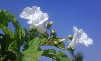 Imagem 2: Angra - Condomínio Marina Morena - Área para loteamento em excelente localização