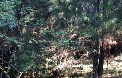 Imagem 5: Chácara de frente para o asfalto, localizada em Glorinha RS!!