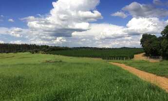 Imagem: Fazenda de café em m.g. -estruturada e