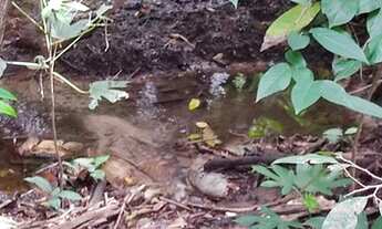 Imagem 4: Chácara no Setor Jardins dos Ipês - Aparecida de Goiânia