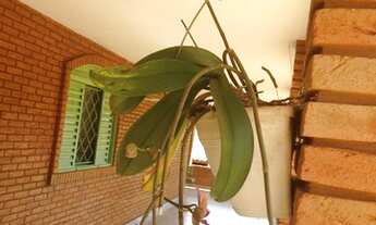 Imagem 6: Chácara Parque Tropical